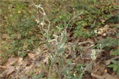 Crotalaria evolvuloides
